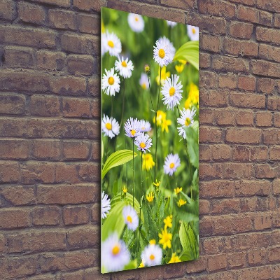 Bild auf Acrylglas vertikal Gänseblümchen