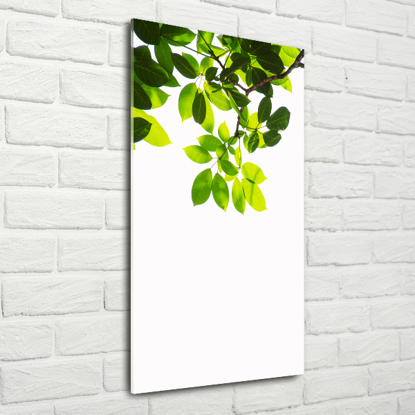 Bild auf Acrylglas vertikal Grüne Blätter