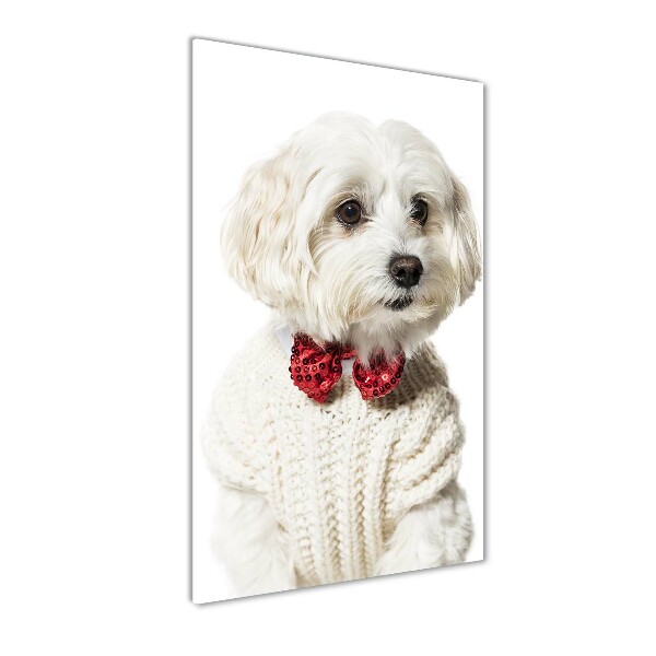 Modernes Acrylbild vertikal Malteser mit Fliege