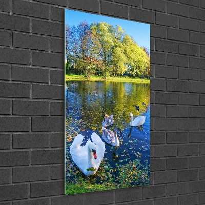 Bild auf Acrylglas vertikal Schwäne auf dem Teich