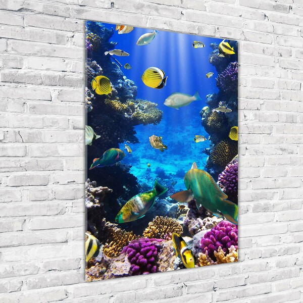 Plexiglasbilder vertikal Korallenriff