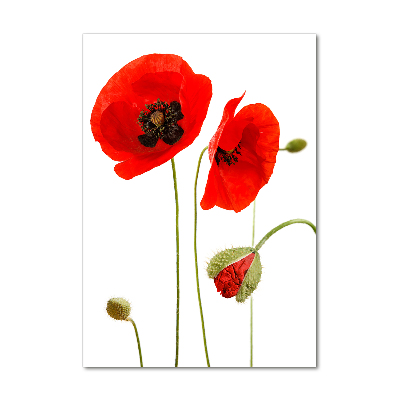 Bild auf Acrylglas vertikal Wildmohn