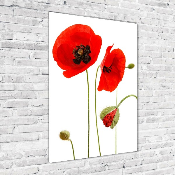 Bild auf Acrylglas vertikal Wildmohn