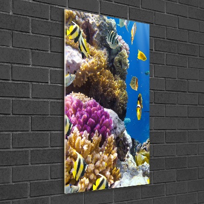 Bild auf Acrylglas vertikal Korallenriff