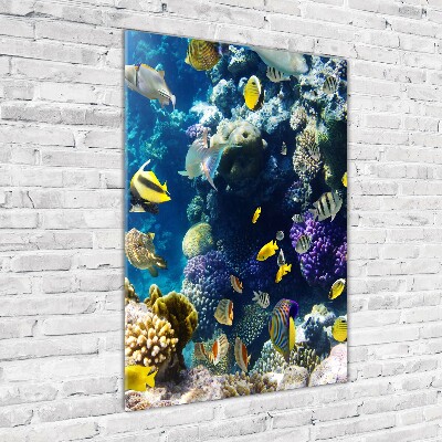 Bild auf Acrylglas vertikal Korallenriff