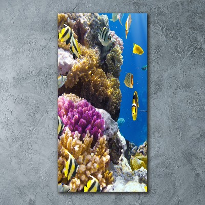 Bild auf Acrylglas vertikal Korallenriff
