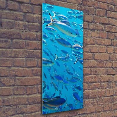 Bild auf Acrylglas vertikal Korallenfische
