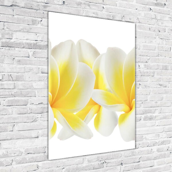 Bild auf Acrylglas vertikal Plumeria