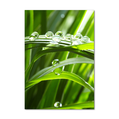 Plexiglasbilder vertikal Grashalme