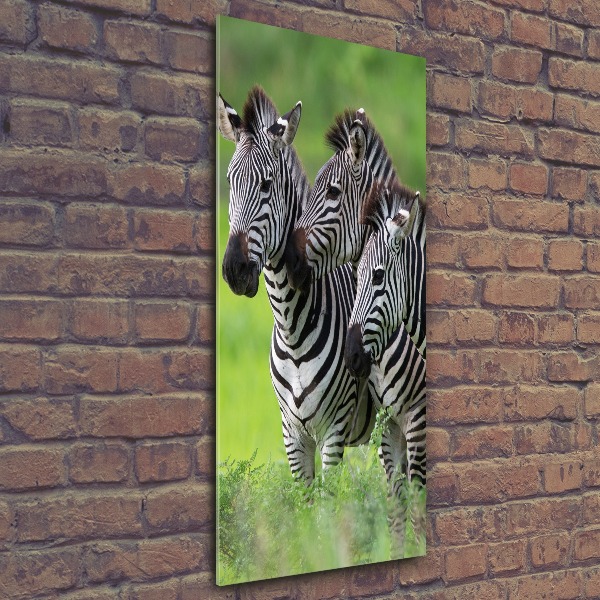Plexiglasbilder vertikal Drei Zebras