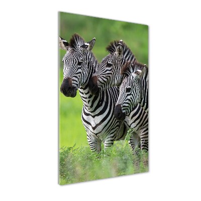 Plexiglasbilder vertikal Drei Zebras