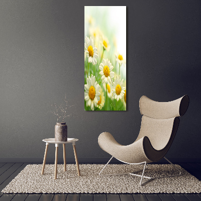Bild auf Acrylglas vertikal Gänseblümchen