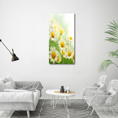 Bild auf Acrylglas vertikal Gänseblümchen