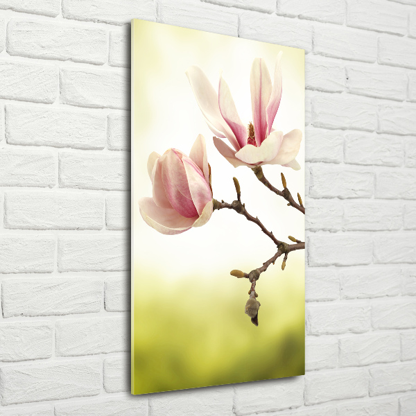 Bild auf Acrylglas vertikal Magnolienblüten