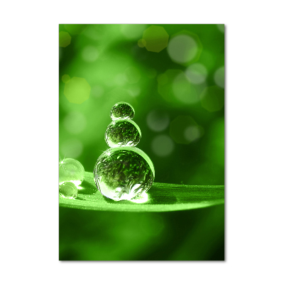 Plexiglasbilder vertikal Tropfen auf dem Gras