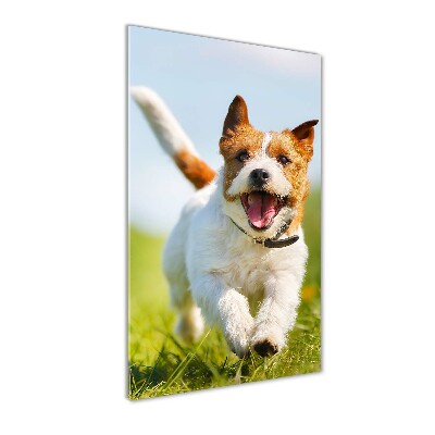 Plexiglasbilder vertikal Jack Russell Terrier