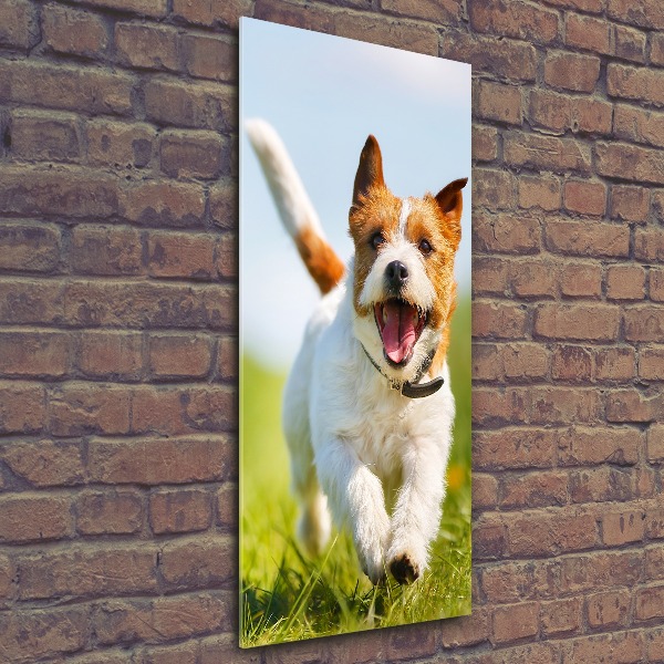 Plexiglasbilder vertikal Jack Russell Terrier