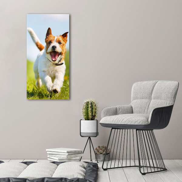 Plexiglasbilder vertikal Jack Russell Terrier