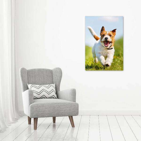 Plexiglasbilder vertikal Jack Russell Terrier