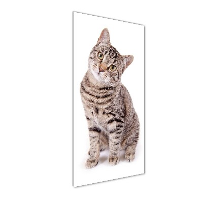 Plexiglasbilder vertikal Katze