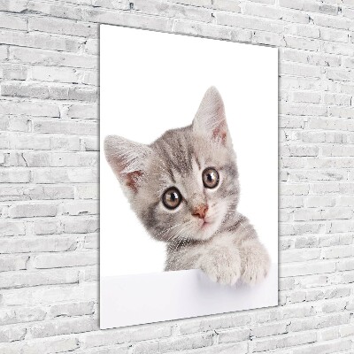Plexiglasbilder vertikal Graue Katze