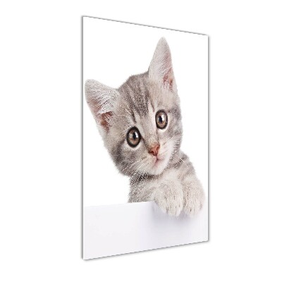 Plexiglasbilder vertikal Graue Katze