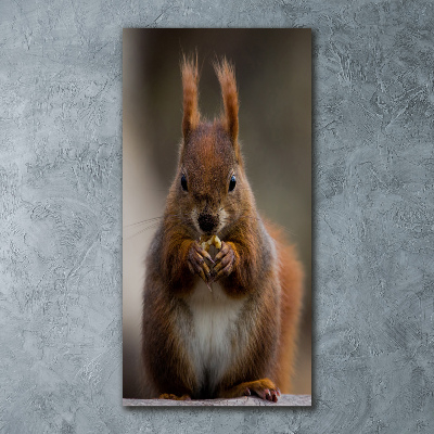 Plexiglasbilder vertikal Eichhörnchen
