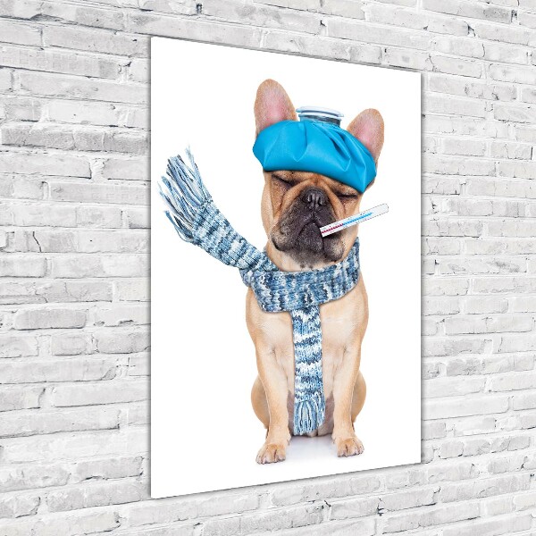 Plexiglasbilder vertikal Kranker Hund