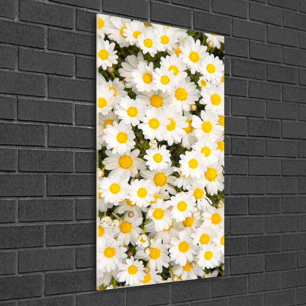 Bild auf Acrylglas vertikal Gänseblümchen