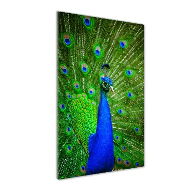 Acrylbild vertikal Pfau