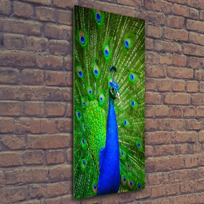Acrylbild vertikal Pfau
