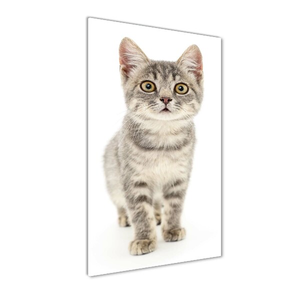 Plexiglasbilder vertikal Graue Katze