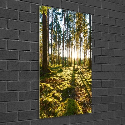 Bild auf Acrylglas vertikal Kiefernwald