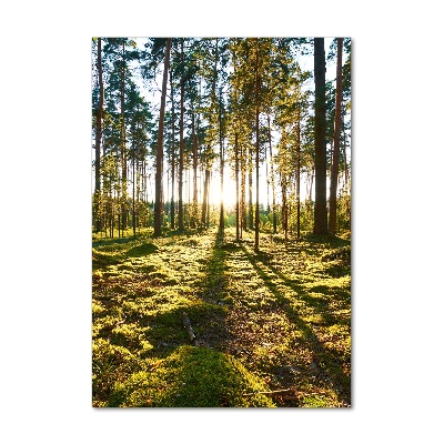 Bild auf Acrylglas vertikal Kiefernwald