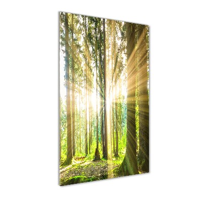 Bild auf Acrylglas vertikal Die Sonne im Wald