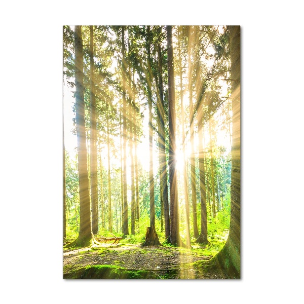 Bild auf Acrylglas vertikal Die Sonne im Wald