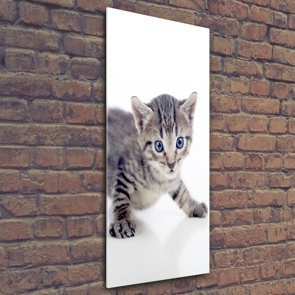 Bild auf Acrylglas vertikal Kleine Katze