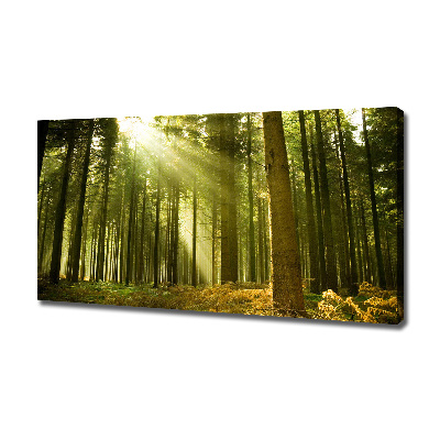 Wandbild Kiefernwald
