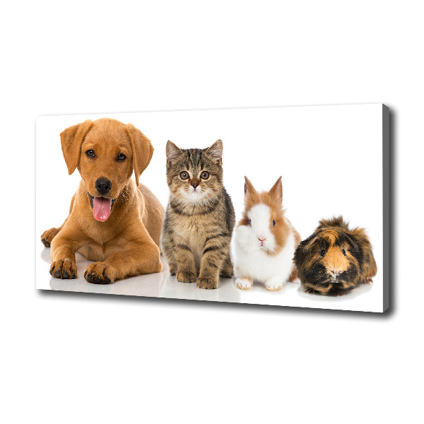 Fotobild Hund und Katze