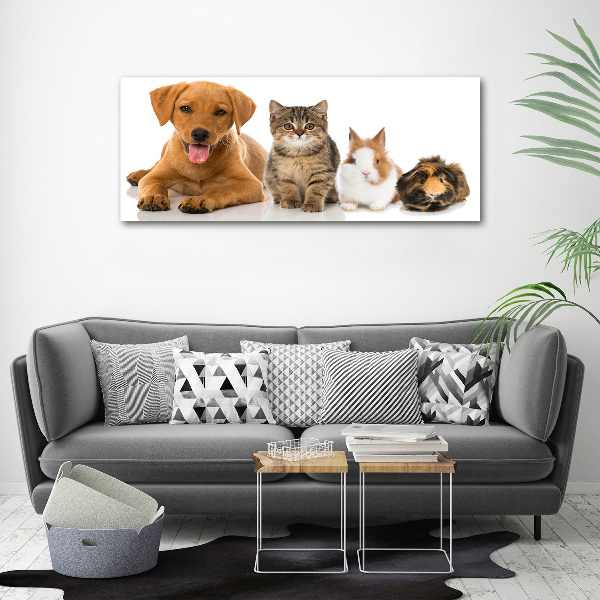 Fotobild Hund und Katze