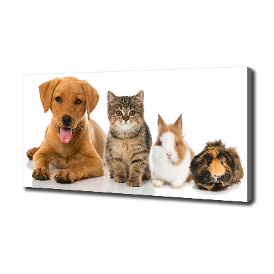 Fotobild Hund und Katze