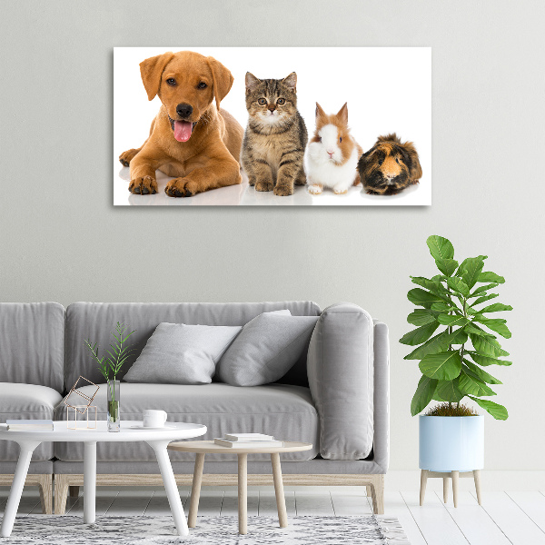 Fotobild Hund und Katze
