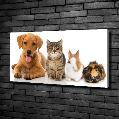 Fotobild Hund und Katze