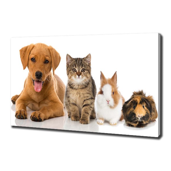 Fotobild Hund und Katze