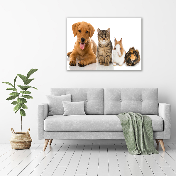 Fotobild Hund und Katze