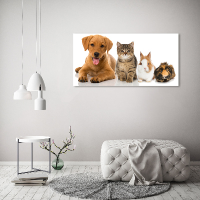 Fotobild Hund und Katze