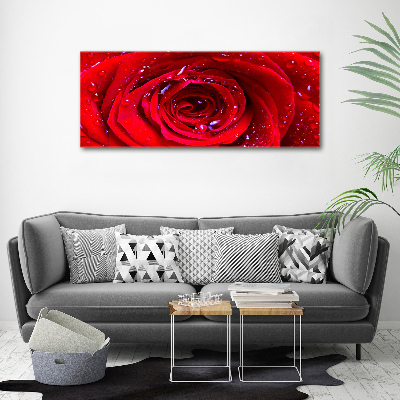 Wandbild Rosenblüte
