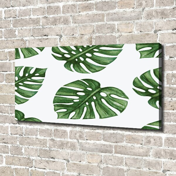 Fotobild Monstera