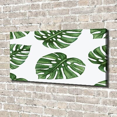 Fotobild Monstera