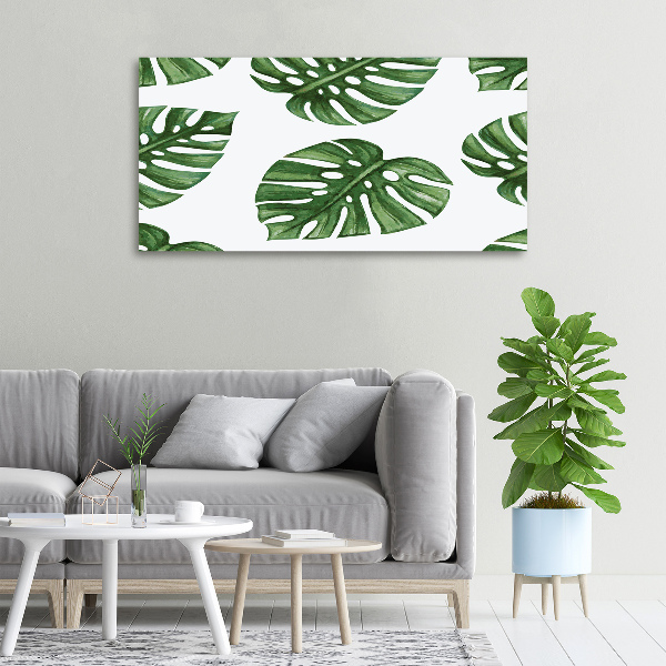 Fotobild Monstera